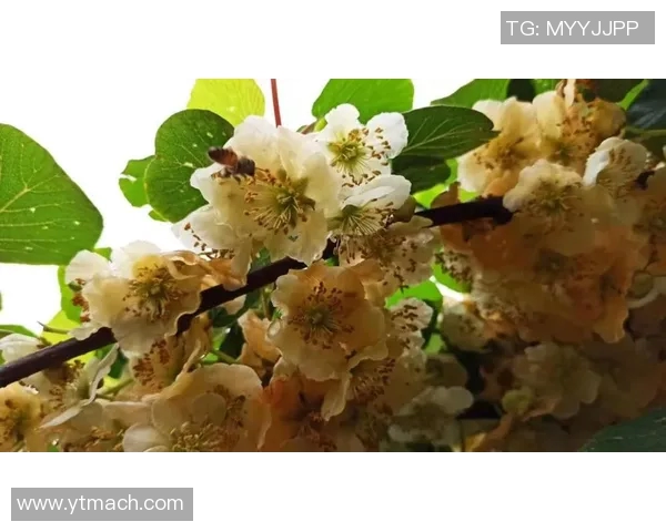 聚焦和平精英WE团队协作探讨在S15电竞赛季中的表现与策略分析